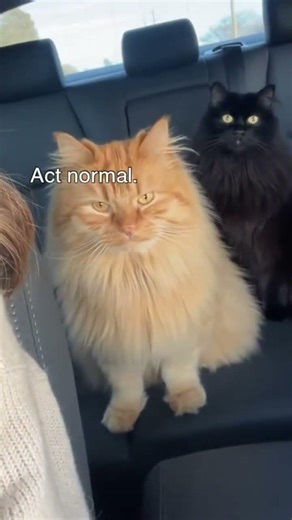 Why Do Black Cats Always Look Suspicious? 😂🐾 #Shorts