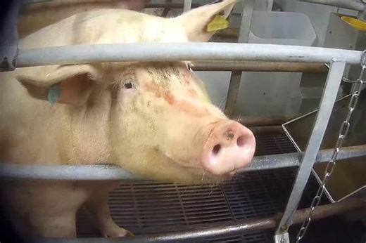 Cranswick given access to Mexican market in government deal despite pig abuse scandal