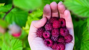 Foraging in Washington: where and how to safely harvest this spring and summer