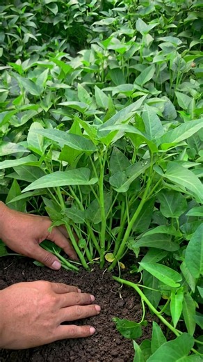 TANAMAN KANGKUNG TUMBUH SUBUR #berkebundiperkaranganrumah #menanamkangkung #kangkung #waterspinach