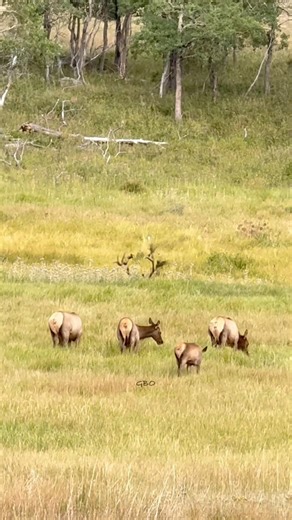 KJ was getting pretty worked up over getting challenged by another bull.