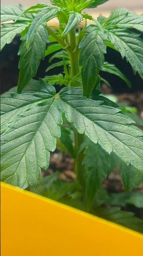 🔥 It’s upgrade time again!! (2/5) Full vid soon!