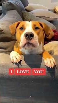 Talking Dogs Say I Love You 🐕💬 Cute & Hilarious Pet Conversations