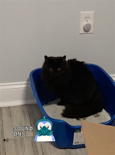 They don’t trust humans yet… but they DO trust the litter box. Progress is progress 😂🐱 If you’d like to help these shy babies (and my poor litter supply 😅), consider sending them litter from my Amazon wish list 🤍 No audio edits — this is real foster life😂 #RescueCats #FosterCats #amazonwishlist