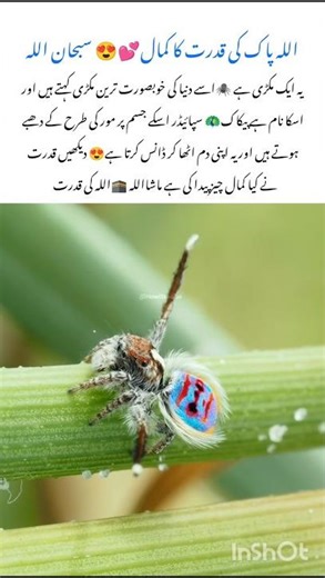 Nature's Tiny Performer The peacock Spider 🕷#spider #naturefacts #nature #wildlife #shorts