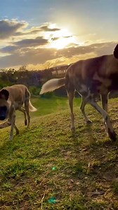 The African painted dogs smell a beautiful sunset 🐶 ☀️ 🎥 Keeper Hayden | Sydney Zoo