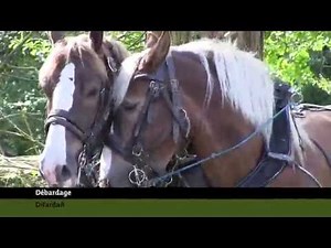 Le cheval de trait breton au service des espaces naturels du Parc d'Armorique