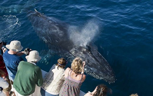 Where to Go Whale Watching in California
