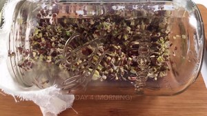 How to Sprout Broccoli Seeds at Home Easily