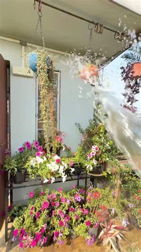 🌿💕🌱terrace garden over view 🌱💕🌿