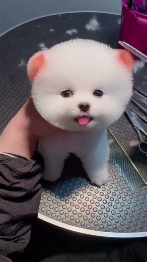 # Tea Cup Dog # Pomeranian # Small Pomeranian