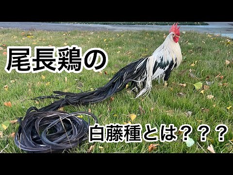 What is the Shirafuji variety of Onagadori chicken?