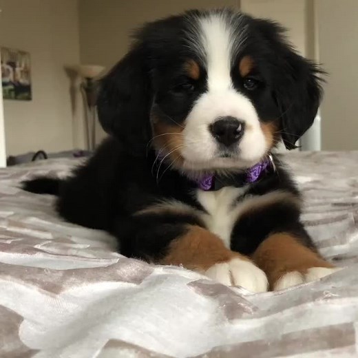 Adorable Bernese Mountain Dog Puppy Videos