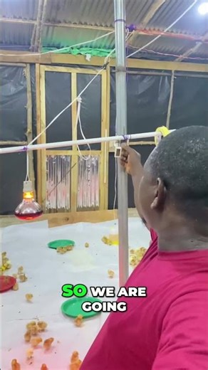 Day-Old Chick Brooding: Perfecting Temperature for Growth #shorts