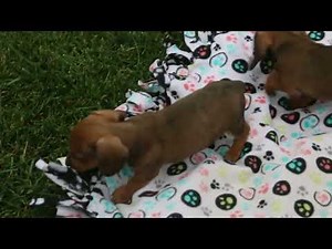 Dachshund Puppies For Sale