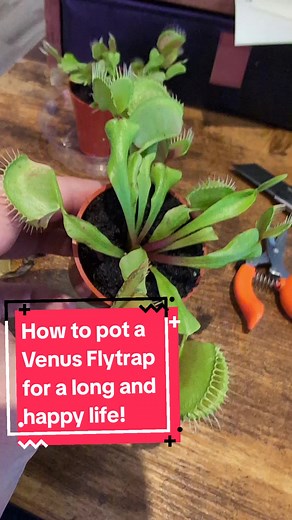 Re-Potting a Venus Flytrap: A Step-by-Step Guide