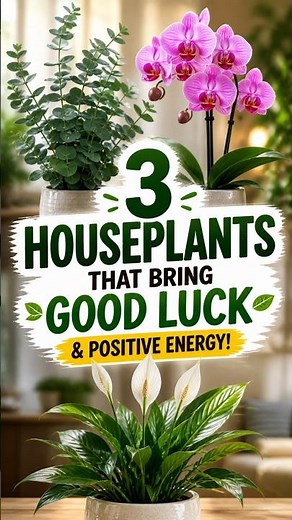 3 Houseplants That Bring Good Luck & Positive Energy 🍀🏡 | Everything About Plants.