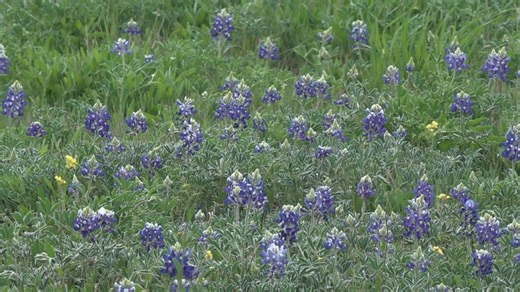 Tips on enjoying Bluebonnet season safely