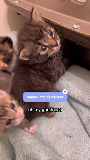 Mama Cat and Her Kittens: A Heartwarming Rescue Story