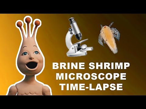Putting Brine Shrimp Under The Microscope