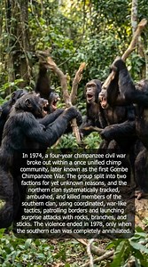 Chimpanzees Fought a 4-Year Civil War… And didn't stop until one side was annihilated | World's Most Amazing Facts