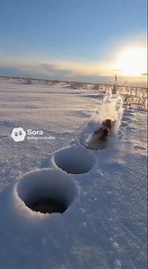 Pibbles Versus The Screaming Snow Gophers!