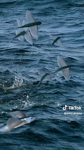 Explore the Wonders of Flying Fish in the Ocean