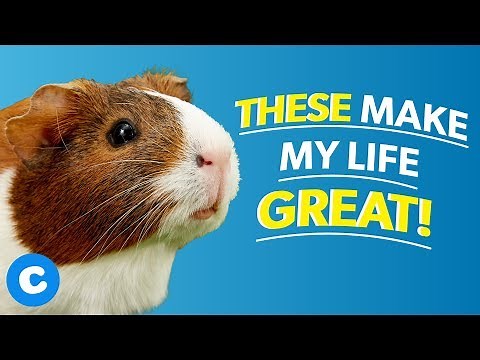 The #1 Basic Guinea Pig Supplies List | Chewy