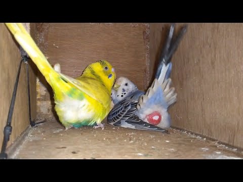 Budgie laid eggs for the First time in the Nest Box || Birds lay egg for first time