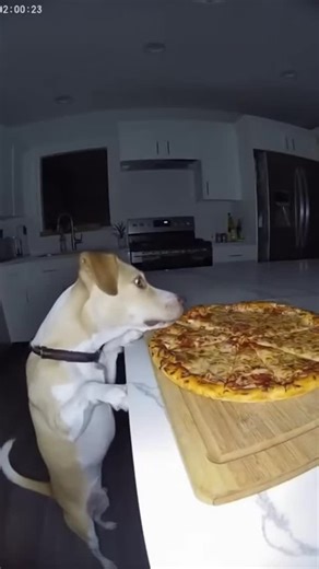 The Ruff Guard & Co. | Caught red in the act🐶 #funnypets #relatable #funnyvideos #dog #petsagram | Instagram