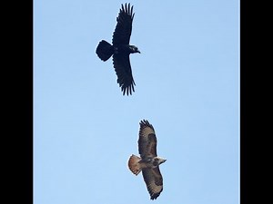 CARRION CROW v BUZZARD - Buteo buteo v Corvus corone