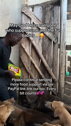 May God bless all who help these fur babies 🙏 Every bit of support via PayPal link in bio matters