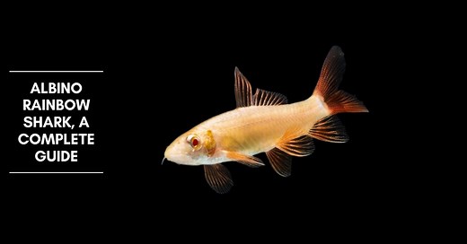 Albino Rainbow Shark, a Complete Guide - The Aquarium Adviser