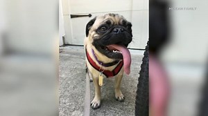 CDC warns of unusual, aggressive rats because of pandemic