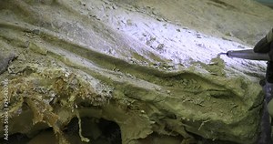 Dinosaur Paleontologist science fossil bone working. Paleontology scientific study of ancient life, fossils, dinosaurs and evolution. Science of biology and geology. Evolution of historical life.