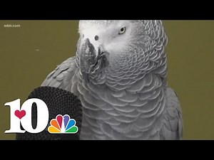 Einstein, Zoo Knoxville's African gray parrot, gets new trainer