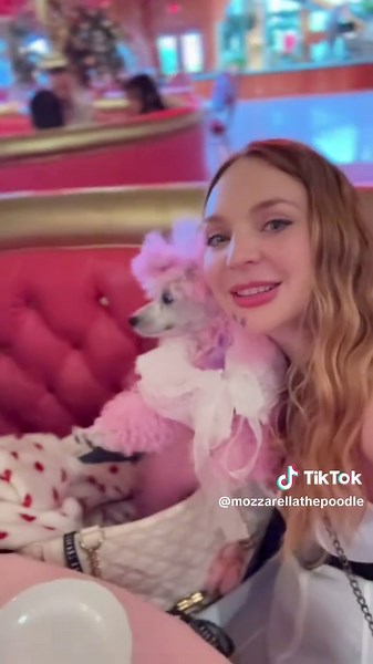 #pinkpoodle #puppies #pinkpoodles #dogtok #poodletok #floof #littlepinkdog #opawzfunkycolorshampoo #floofcottoncandy #mozzarellathepoodle #muppet #toypoodlepuppy #furball #cottoncandy #candy #floofy #pinktoypoodle #pinkdog #dreams #rainbows #fluffydog #puppy #madonnainn