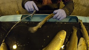 People weren't alone in getting their (flu) shots last fall! 💉 🐟 Featured are fisheries staff vaccinating fish at one of our coldwater hatcheries to prevent disease. This reduces fish losses to bacterial infections, especially in a captive environment. 💤 As part of the process, fish health lab staff anesthetize the fish to keep them safe from injury during the vaccination process. They receive their shot in the raceway and are flushed down to a hatchery pool for recovery. Learn more about Min