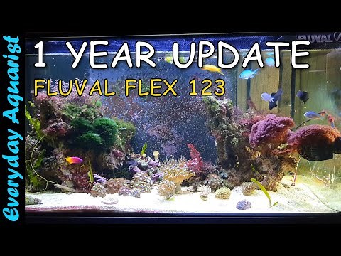 FLUVAL FLEX 123l 32.5G SALTWATER Aquarium 1 YEAR UPDATE