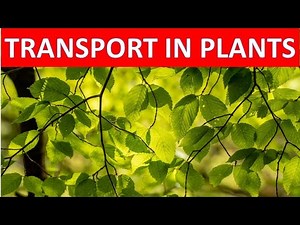 Transport in plants
