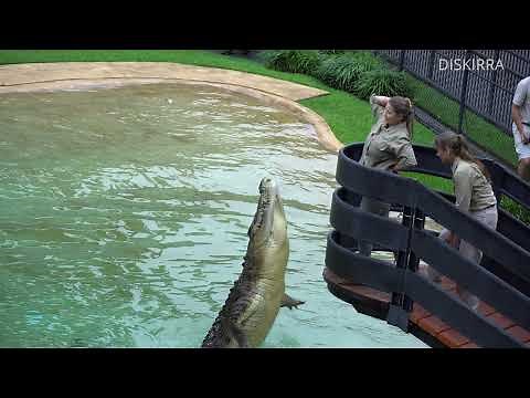 Robert Irwin's 18th Birthday Full Croc Show | Australia Zoo