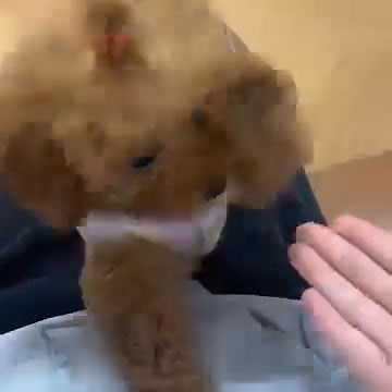 🐾 Soooo Realistic Robot Puppy 🐶 Walks, barks, and wags its tail—just like the real thing! ✨ Perfect for all ages. 🎁Get one for your family! | Anmessage/01