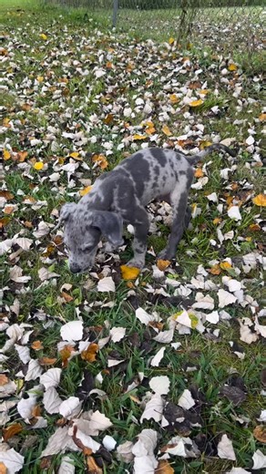 The first part is Spring leaves. The last part is Fall leaves. He’s grown so much!! | Lisa Ray