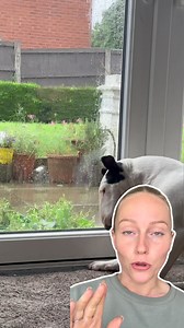 1.9K views · 103 reactions | Flea season is here! Keep your furry friend safe with Frontline Plus. A fast-acting formula that kills fleas and ticks, protecting your dog from unwanted pests. Shop now from Pet Drugs Online | Pet Drugs Online | Facebook