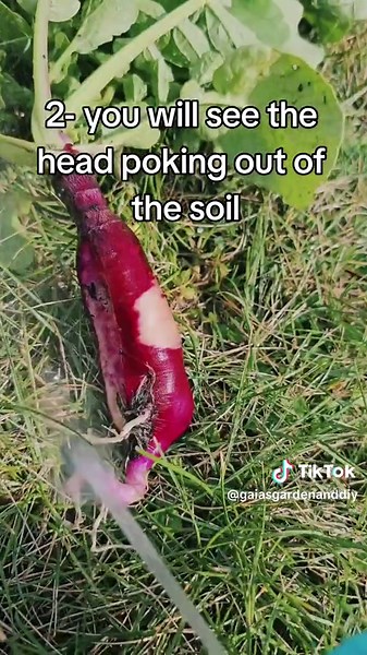 When to harvest your radishes. 3 tips to know when your radishes are ready to be pulled. You do not want to let then go as long as I did this one because it split and the flavor was ruined. It turned bitter and had a woody texture. Most radishes only need 3 to 5 weeks of grow time. #organicgardening #inspiredgarden #gardeninspiration #garden #gardening #organic #plants #vegetables #tips #diy #harvest #summersolstice