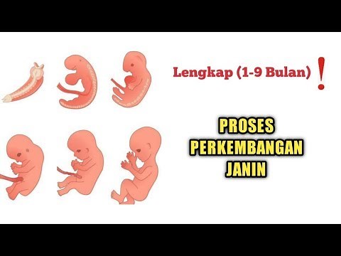 Fetal Development from Month to Month, COMPLETE❗️ (1-9 Months)