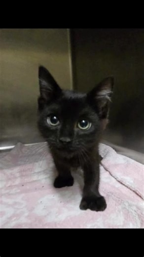 Exploring Local Shelters for Cats with Thumbs