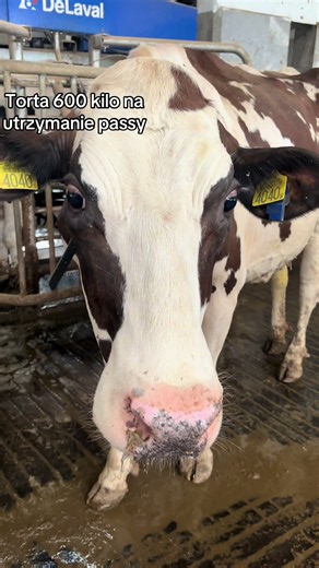 Chyba czas zjeść torta 😅 #passa #wybijesie #oporowocałodobowo #krowa #cow