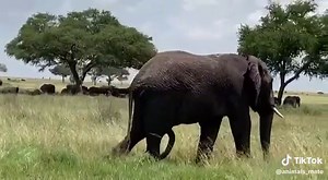 Incredible Five-Legged Elephant Encounters in Nature