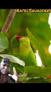 Birds playing luv with each other ❤️ #viralvideochallenge #animallover #fblifestyle #goviral #gehgeh | Ratel Sqard fans